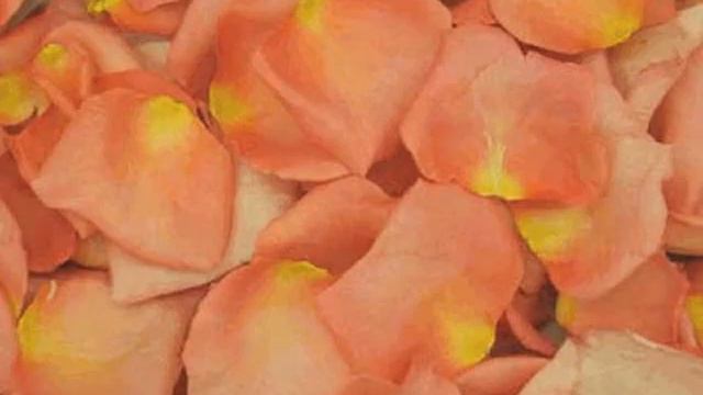 Eco Friendly Freeze Dry Rose Petals for Your Wedding from SilkFlowerWedding.COM смотреть онлайн