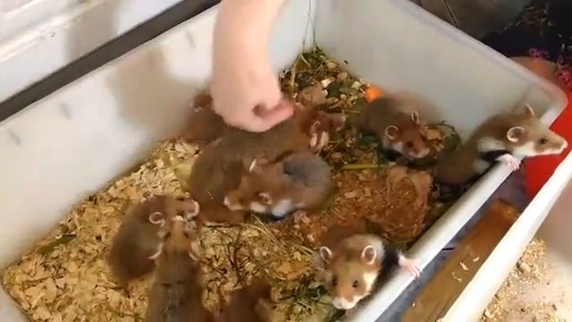 Обыкновенный хомяк (Cricetus cricetus) с детенышами смотреть онлайн