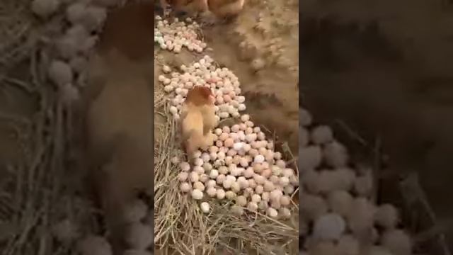 Вот откуда идут яйца смотреть онлайн