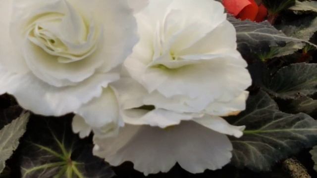 Начало цветения клубневых Бегоний. смотреть онлайн