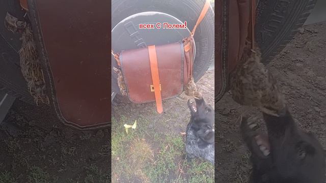 начало сезона #охота #собаки смотреть онлайн