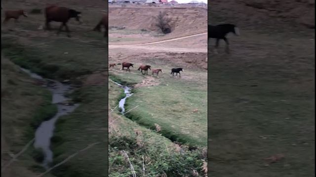 Идем в строю #лошадь #horse #114 #pferde #cheval حصان#  #short #shorts.