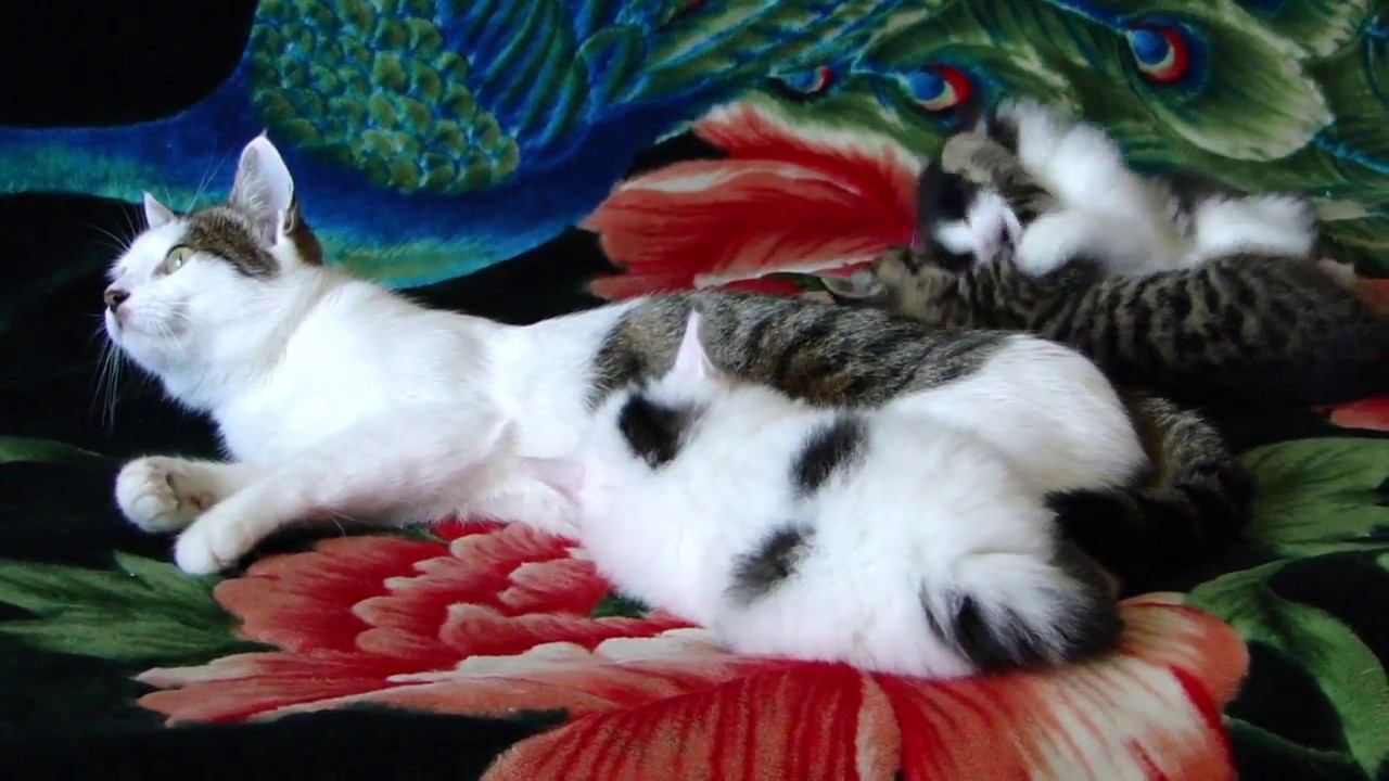 Мама спит, а котята играют. смотреть онлайн