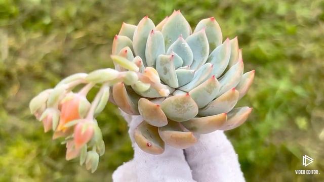 Echeveria Red Powder смотреть онлайн