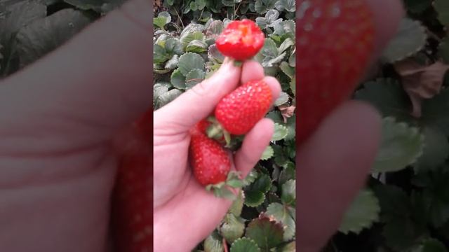 Альбион, старый, провереный сорт клубники. смотреть онлайн