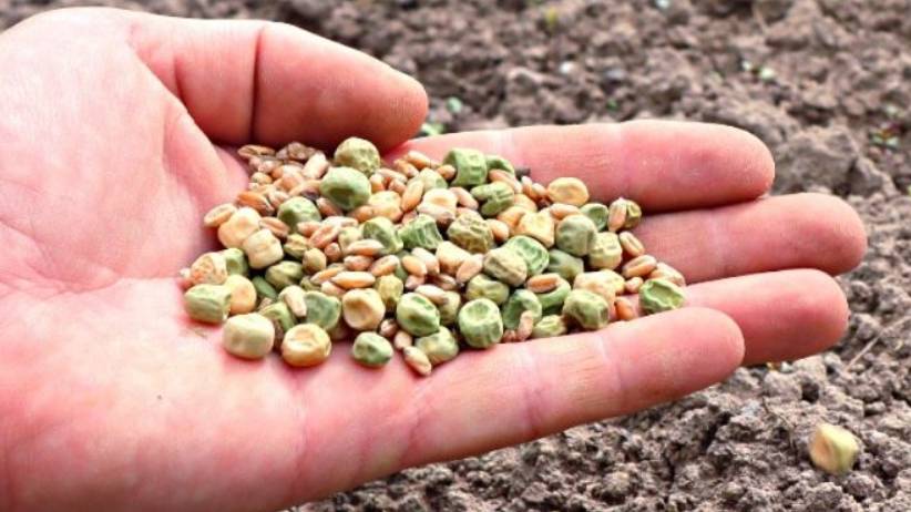 Раскидав семена этих растений у себя на огороде вы очистите землю от проволочника и парши! смотреть онлайн