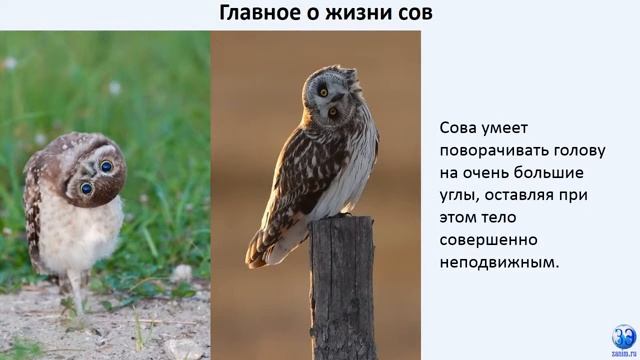Сова - крупная и красивая хищная птица (филин, полярная сова, сипуха, неясыть, воробьиный сыч) смотреть онлайн