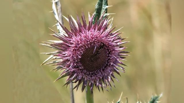 АЛЬФРЕДИЯ (ALFREDIA) сем. Сложноцветные смотреть онлайн