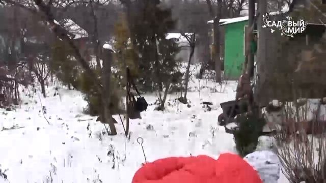 Подготовка сада к зиме. Удаляем гнилые плоды. Сайт "Садовый мир" смотреть онлайн