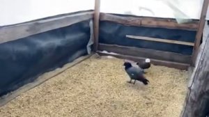 новозеландские огари и магелановы гуси