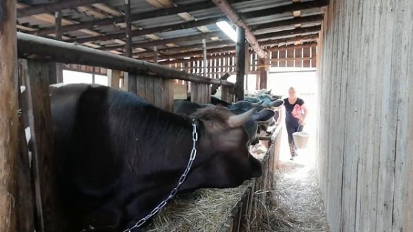 БЫКИ НА ОТКОРМЕ!ПЛЮСЫ И МИНУСЫ ДОМАШНЕГО СОДЕРЖАНИЯ БЫКОВ!СЕКРЕТЫ КОРМЛЕНИЯ!ЗАРАБОТОК В ДЕРЕВНЕ!