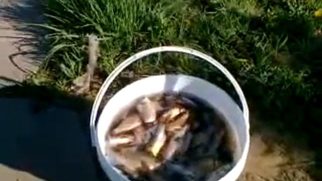 Караси меняют прописку смотреть онлайн