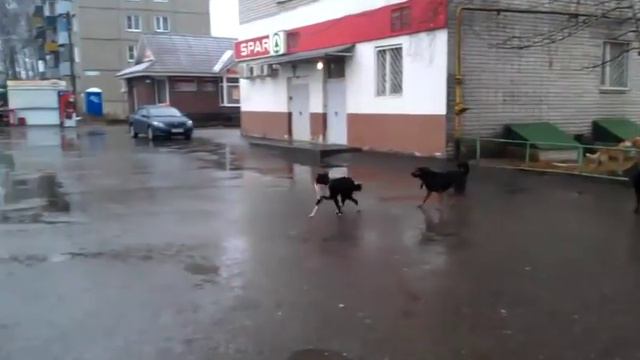 Вас еще не покусали? Тогда мы бежим к вам ... смотреть онлайн