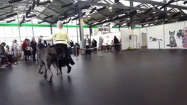 Irish Wolfhound - Latvian Sighthound Club Specialty Dog Show 28.04.2018  ♦  Ирландский волкодав