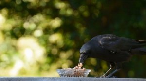 Пение птиц. Карканье вороны. Ворона на природе летом..mp4