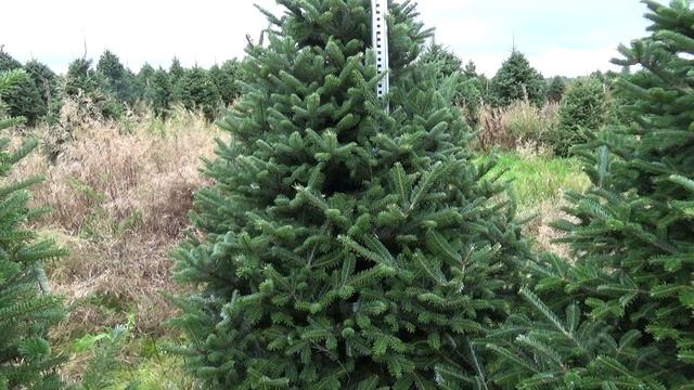 Пихта Фразера (срезанная новогодняя пихта)  22266