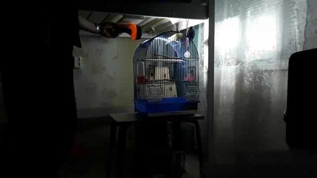 быстрый способ загнать волнистого попугайчика в клетку смотреть онлайн