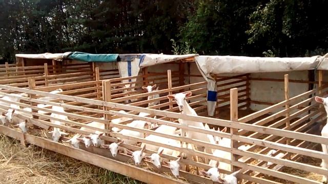 Козы на DAK.BY смотреть онлайн