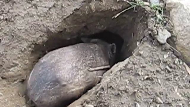 Wombat digging earth at Lone Pine Koala Sanctuary смотреть онлайн
