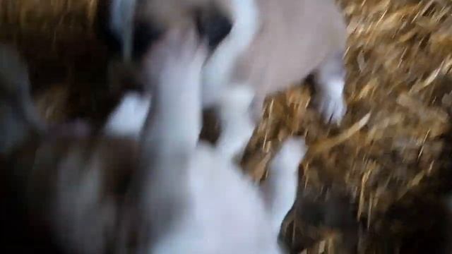 Игривые щенки алабая. Харьков 2022. смотреть онлайн