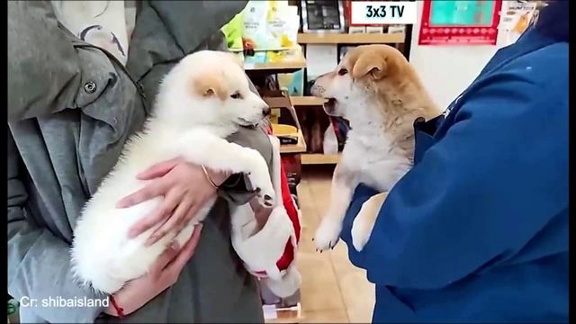 Криковая подборка приколов с животными на 08 марта смотреть онлайн