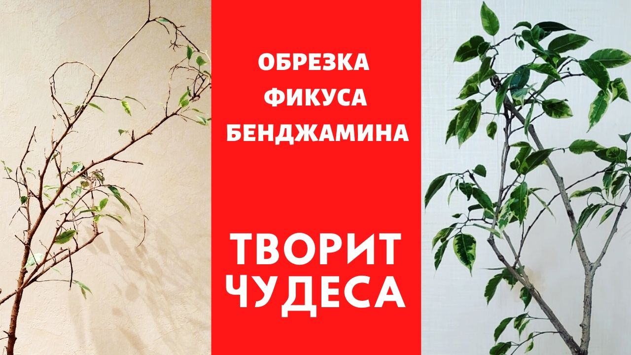 Обрезка фикуса Бенджамина творит чудеса.Реанимация, часть 2 смотреть онлайн