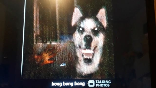 Smile Dog | Dog.jpg - Sing "CAN'T BE ERASED" смотреть онлайн
