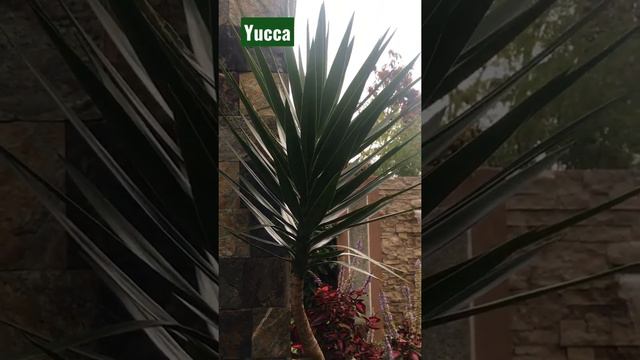 Yucca plant 🌱 by Mommy Agnes Vlogs 😊😀😊🌱 смотреть онлайн