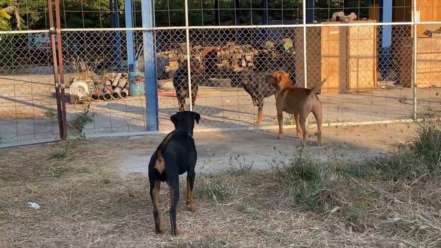 Bad interaction with Rottweiler and Doberman guarding смотреть онлайн