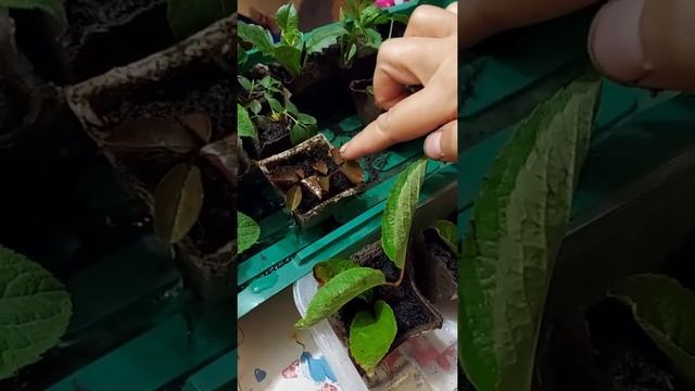 Укоренение роз зелеными черенками смотреть онлайн