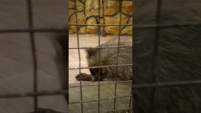 Детёныши енотов смотреть онлайн