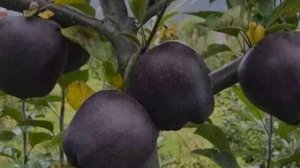 Где растут чёрные яблоки и какие они на вкус!?