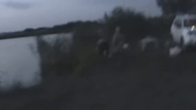 золотой толстолоб в Краснодарском крае смотреть онлайн