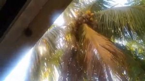 Как растут кокосы и бананы