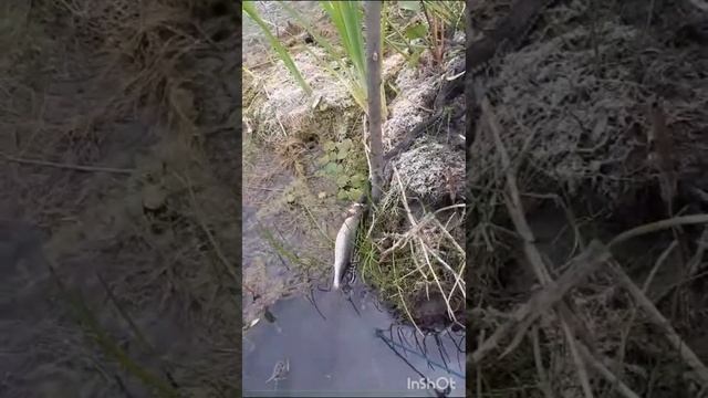 Уж покушается на улов. Часть 2.