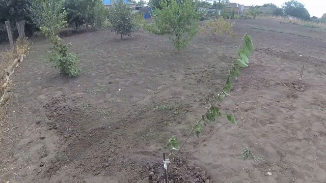 ?Саженцы персик и слива? Переезд на юг октябрь 2020 смотреть онлайн