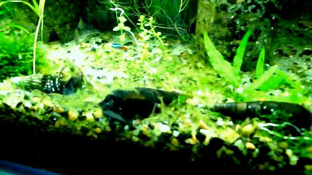 Креветки Неокаридины 20.03.12 (2ч.) смотреть онлайн