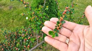 Растения на Штамбе В моём Саду? Кизильник на штамбе. Ива #сад #garden