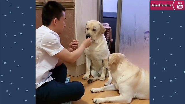 Funny dog?Labrador keeps good food for herself?Seven helps Dad wash his socks. смотреть онлайн