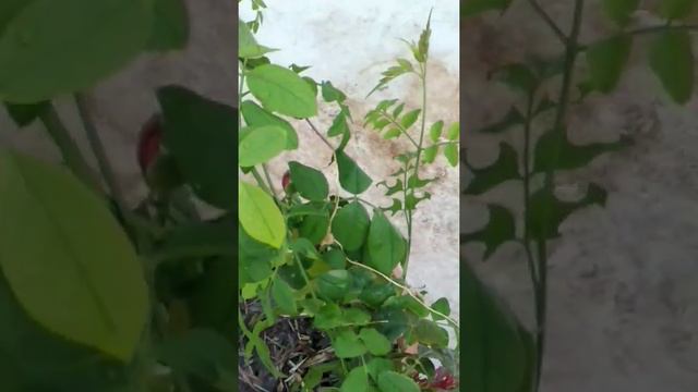 மாடி தோட்டத்தில் மலர்கள்/ மணம் வீசும் ரோஜாக்கள்/ ஆரஞ்சு வண்ண ரோஜாக்கள் смотреть онлайн