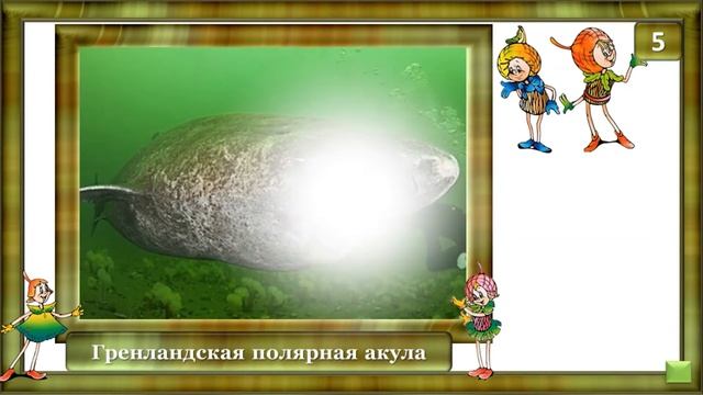 Викторина Самые медленные животные, педагог Фещенко О В , МБУ ДО ЦДТ г Краснозаводск смотреть онлайн