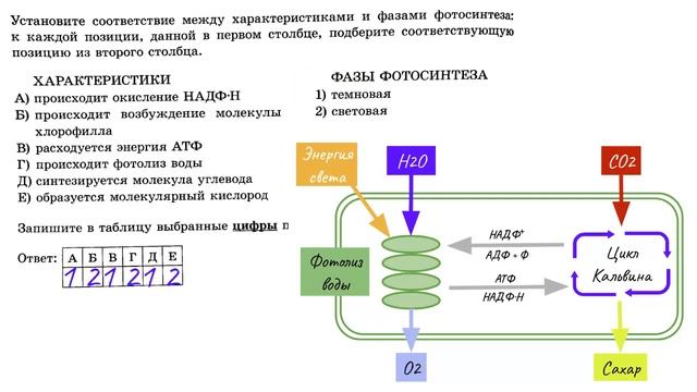 ФОТОСИНТЕЗ - разбор тестов ЕГЭ по биологии смотреть онлайн