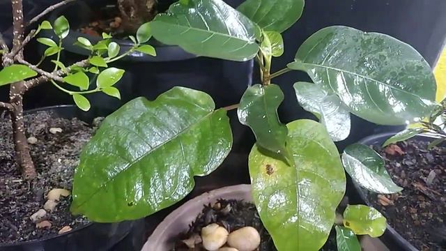 Mais uma nova espécie de ficus смотреть онлайн