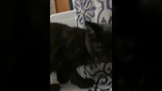 Котёнок переживает за свою хозяйку. смотреть онлайн