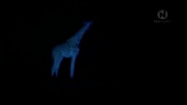 Николай Гумилев. "Жираф" смотреть онлайн