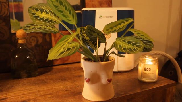 Maranta Leuconeura/ Lemon Lime Prayer Plant + A Mini Tarot Read. 🧚🏽 смотреть онлайн