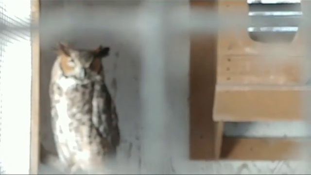 США. Птичий санаторий. Реабилитационный зоопарк. смотреть онлайн