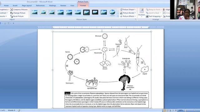 Life cycle of myxomycetes смотреть онлайн