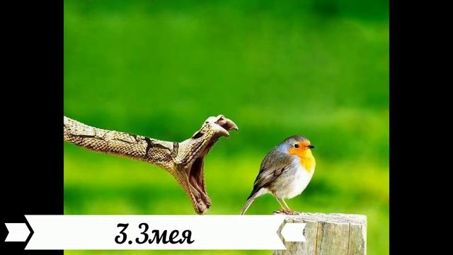 ТОП 5 ОПАСНЫХ ЖИВОТНЫХ для человека смотреть онлайн