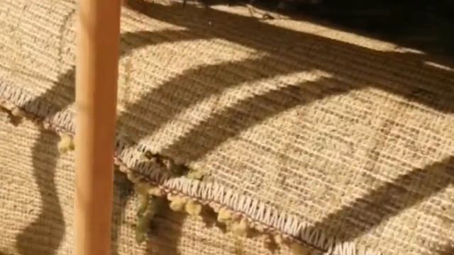 Голуби свили гнездо на балконе